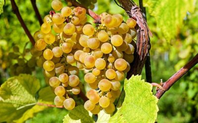 Domaine CLOTHILDE PAIN ; AOC  Chinon (Panzoult en Indre et Loire)