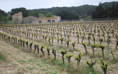 Vins du Languedoc du Sud ….tout près du littoral